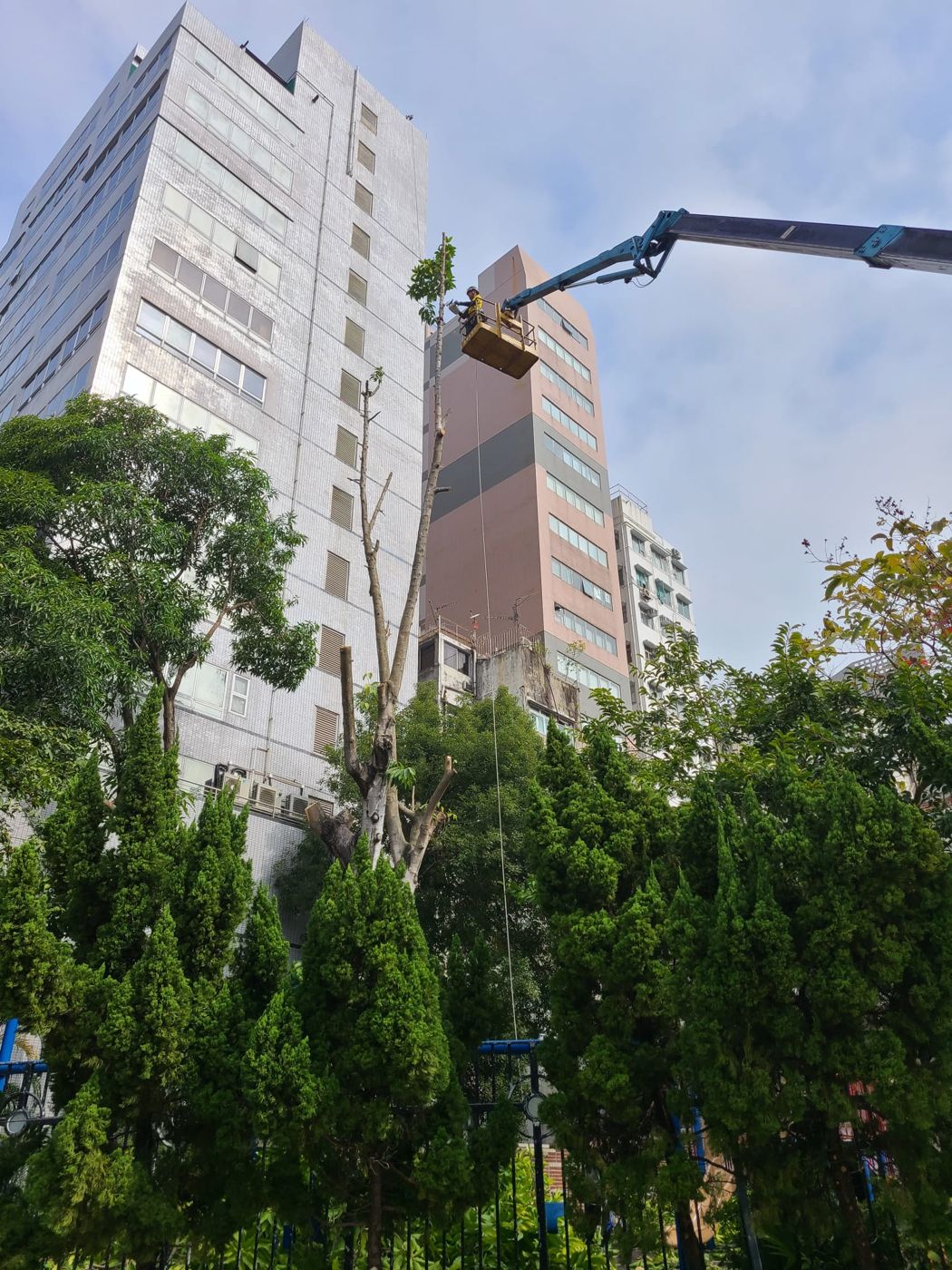 使用升降台進行高空砍伐