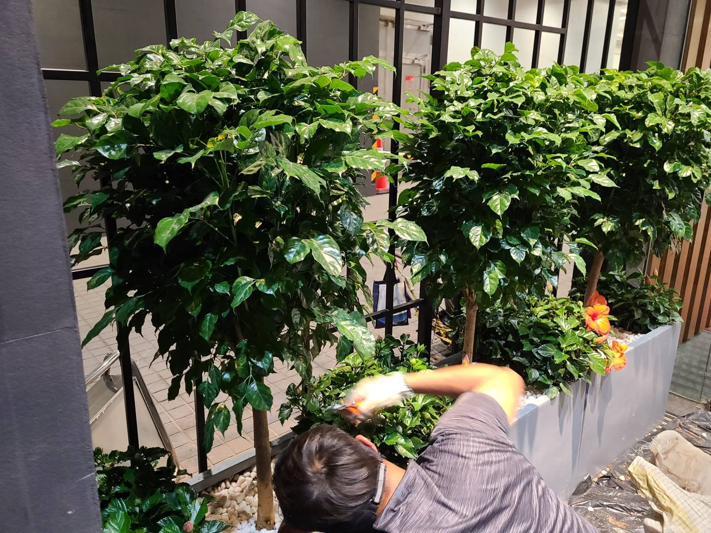 工作人員整理花盆植物