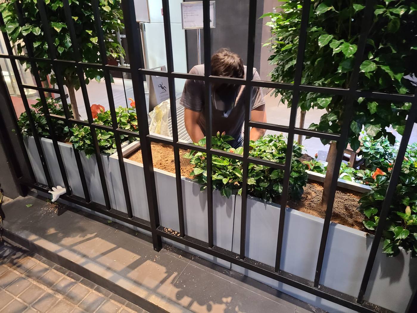 花盆種植中