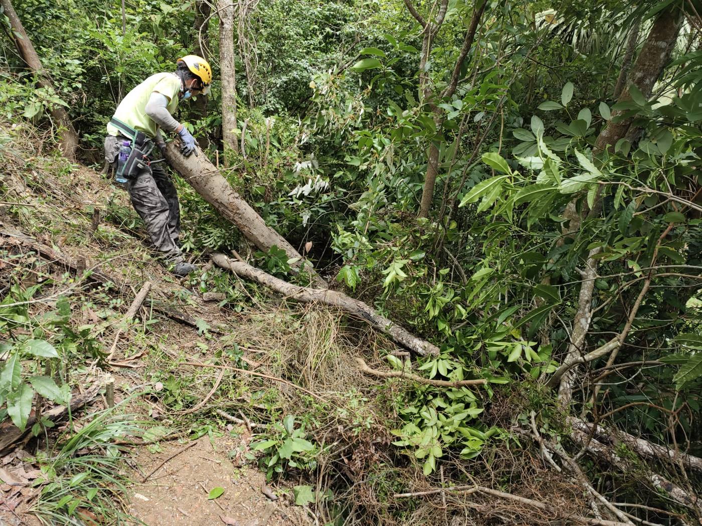 於斜坡上鋸除枯樹枝