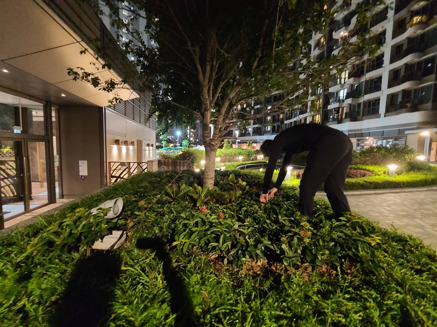夜間於樹下花槽施工