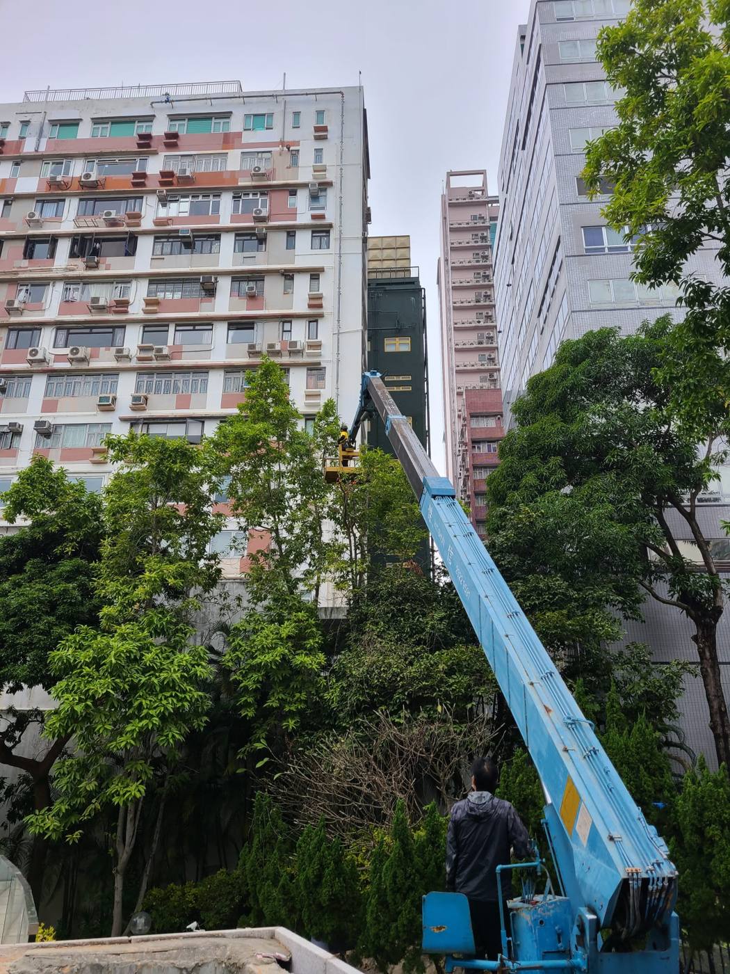 尖沙咀區鋸樹工程