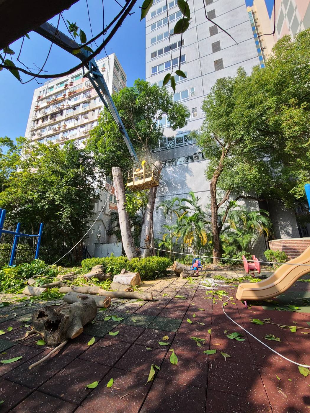 鋸下的樹幹及枝葉
